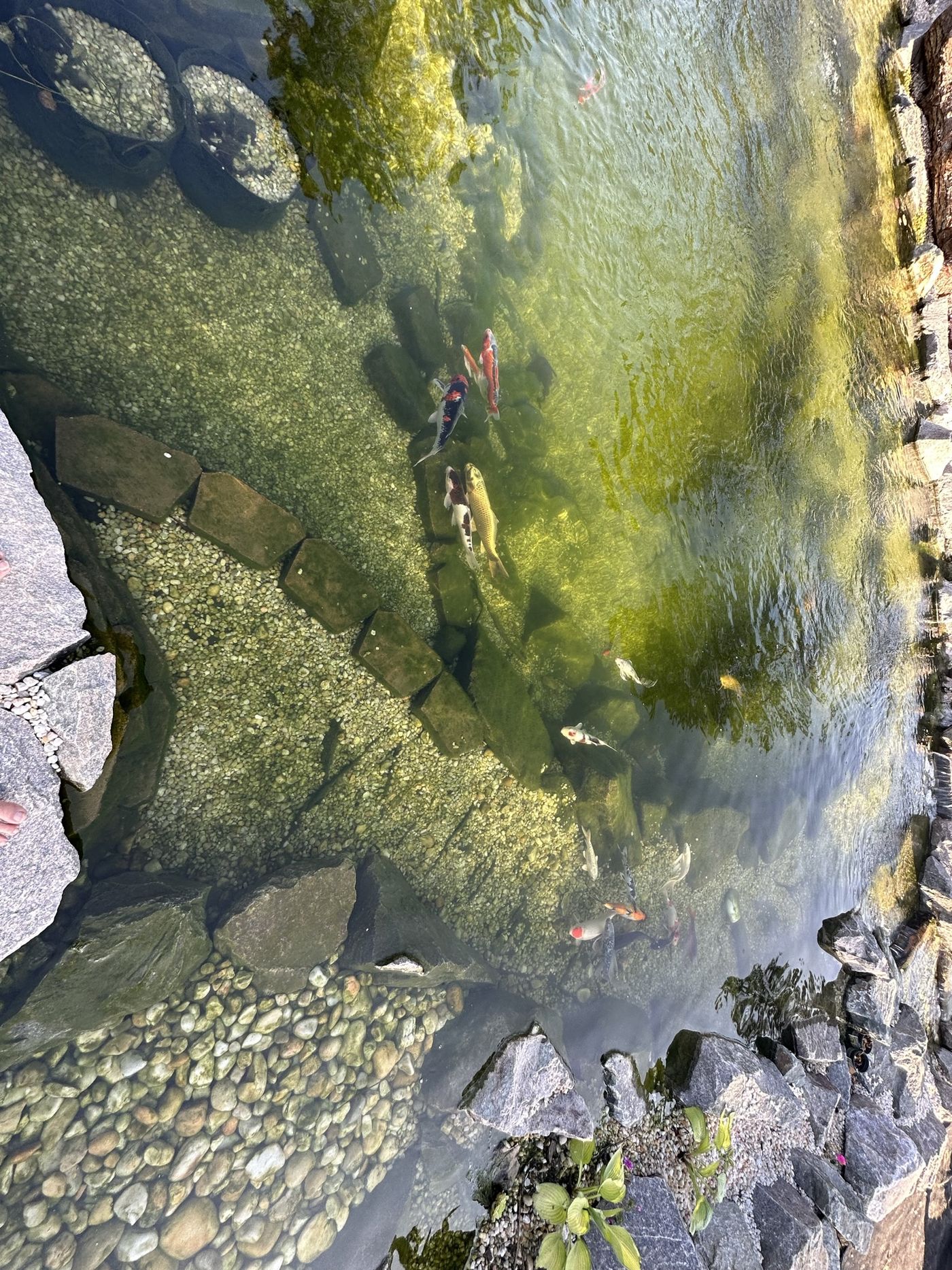 Koi swimming in clear water from above