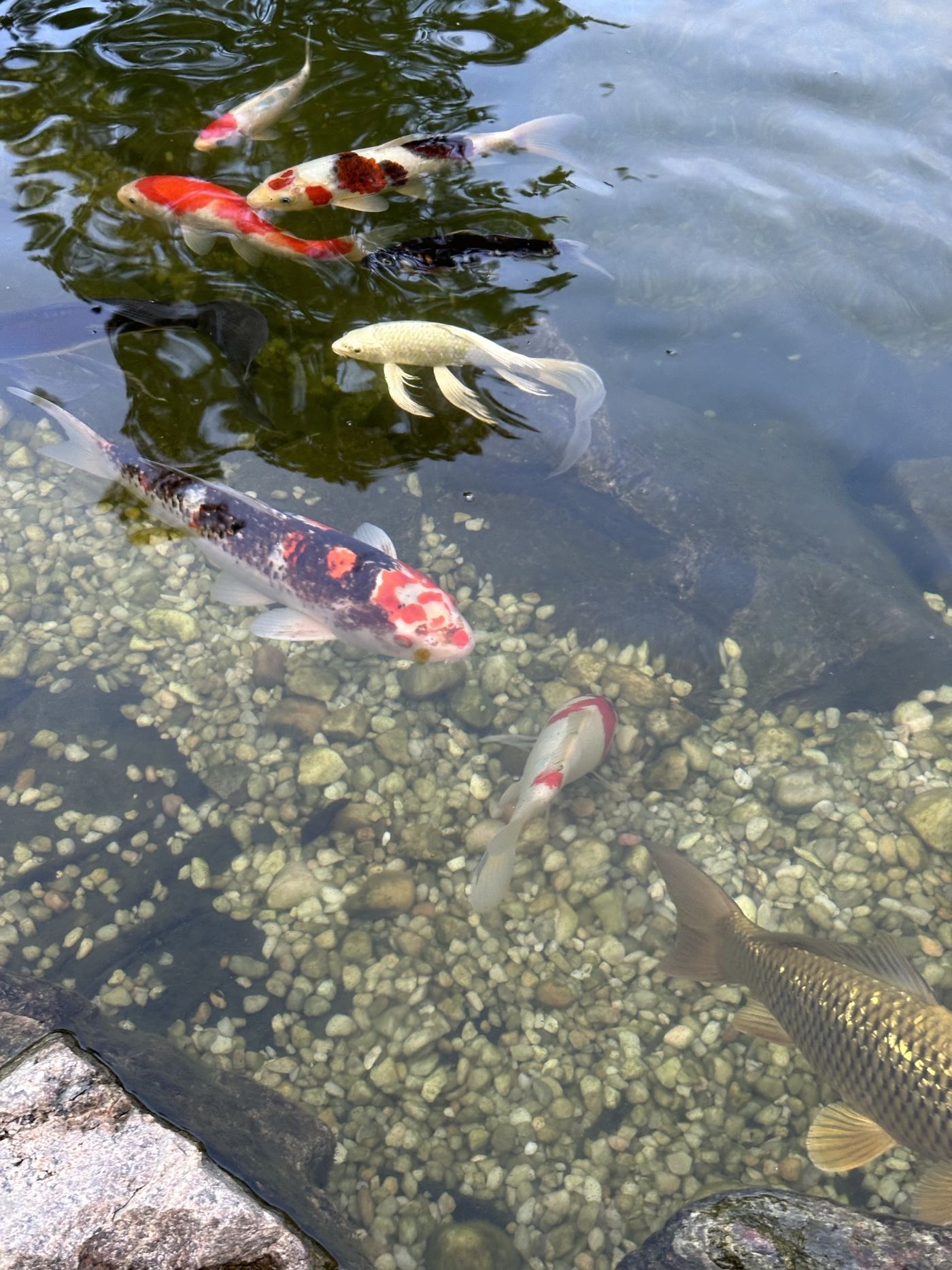 Koi in crystal-clear water
